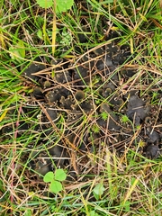 Peltigera rufescens