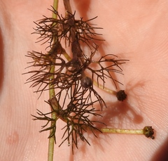 Ranunculus trichophyllus