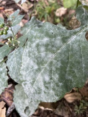 Erysiphaceae