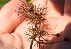 Ranunculus trichophyllus