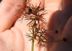 Ranunculus trichophyllus