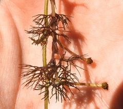 Ranunculus trichophyllus