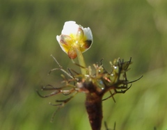 Ranunculus trichophyllus