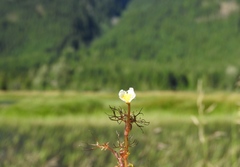 Ranunculus trichophyllus