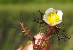 Ranunculus trichophyllus