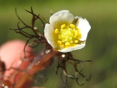 Ranunculus trichophyllus