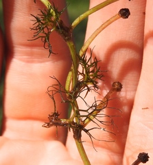 Ranunculus trichophyllus