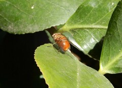 Calliphora ochracea