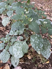Erysiphaceae