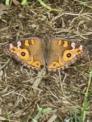 Junonia villida