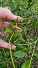 Cassytha filiformis