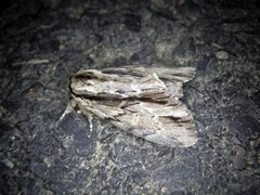 Shaka atrovittatus