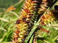 Carex utriculata