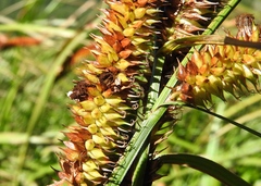 Carex utriculata