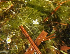 Ranunculus trichophyllus