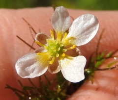 Ranunculus trichophyllus