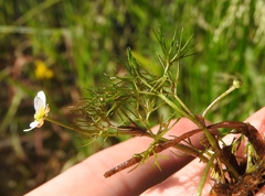 Ranunculus trichophyllus