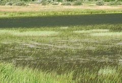 Ranunculus trichophyllus