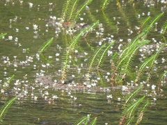 Ranunculus trichophyllus