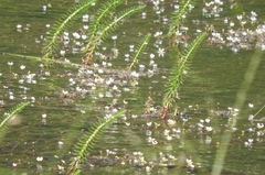 Ranunculus trichophyllus