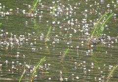 Ranunculus trichophyllus
