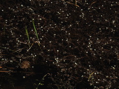 Ranunculus trichophyllus