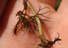 Ranunculus trichophyllus