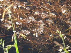 Ranunculus trichophyllus