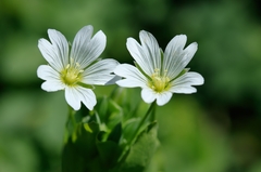 Cerastium davuricum