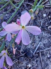 Heliophila juncea