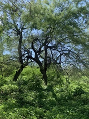 Prosopis glandulosa