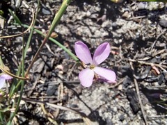 Heliophila juncea