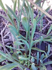 Heliophila juncea