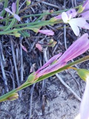 Heliophila juncea