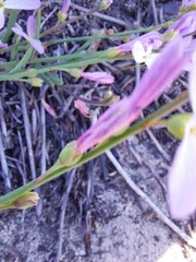 Heliophila juncea