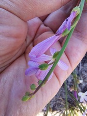 Heliophila juncea