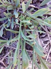 Heliophila juncea