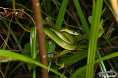 Philothamnus hoplogaster