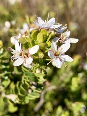 Agathosma ovata