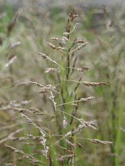 Eragrostis multicaulis