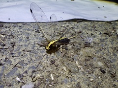 Ascalohybris subjacens