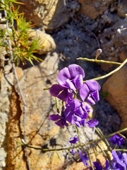 Amphithalea biovulata