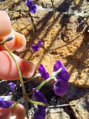 Amphithalea biovulata