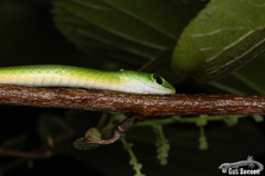 Philothamnus hoplogaster