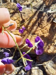Amphithalea biovulata