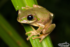 Natal Tree Frog photo 3
