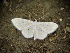 Scopula confusa