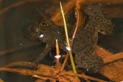 Xenopus laevis