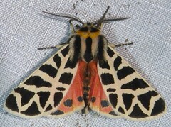 Apantesis incorrupta