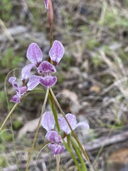 Diuris punctata